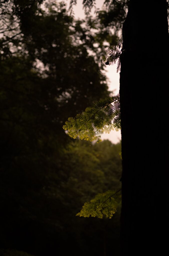 김다솔, 〈맑음〉, 2025, Inkjet print, 80x53cm